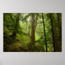 Sök efter olympic nationalpark posters Skog