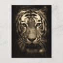 Sök efter tiger vykort Natur