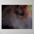 Sök efter soul fotografi Häst