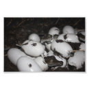 Sök efter reptil bebis barn Kläckning