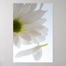 Sök efter daisy posters Petaler