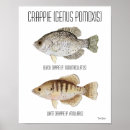 Sök efter crappie Båt