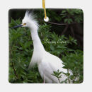 Sök efter egrets Djur