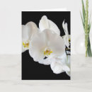 Sök efter phalaenopsis Vita