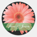 Sök efter gerber Gerbera daisy
