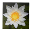 Sök efter lilypad Fotografi
