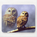 Sök efter gallerförsedd uggla Natur