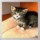 Sök efter målad katt posters Kissekatt