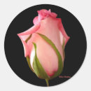Sök efter rosa rosenknopp Blommor