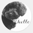 Sök efter pudel fotografi Hund