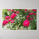 Sök efter fushia Natur