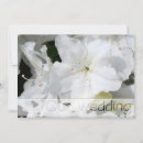 Sök efter azalea fotografi Vit