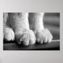 Sök efter tass posters Katt