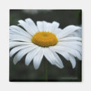 Sök efter daisy magneter Fotografi