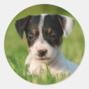 Sök efter jackrussell terrier Gulligt