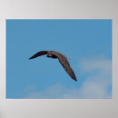 Sök efter falk posters Raptor