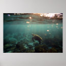 Sök efter galapagos posters Sköldpadda