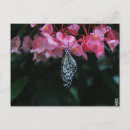 Sök efter gul och svart fjäril Fotografi