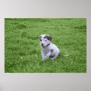 Sök efter bully posters Hund