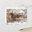 Sök efter sångfågel Naturfotografering
