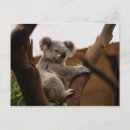 Sök efter träd australien vykort Souvenir