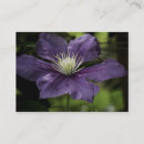 Sök efter clematis visitkort Blomma
