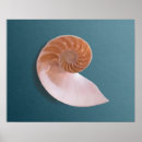 Sök efter nautilus posters Strand