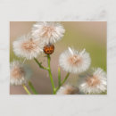 Sök efter ladybug vykort Trädgård