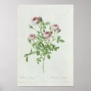 Sök efter knopp posters Blommor