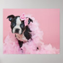 Sök efter boston terrier fotografi Söt
