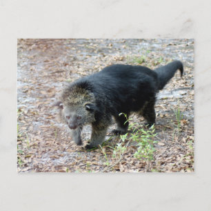 003Bearcat Vykort