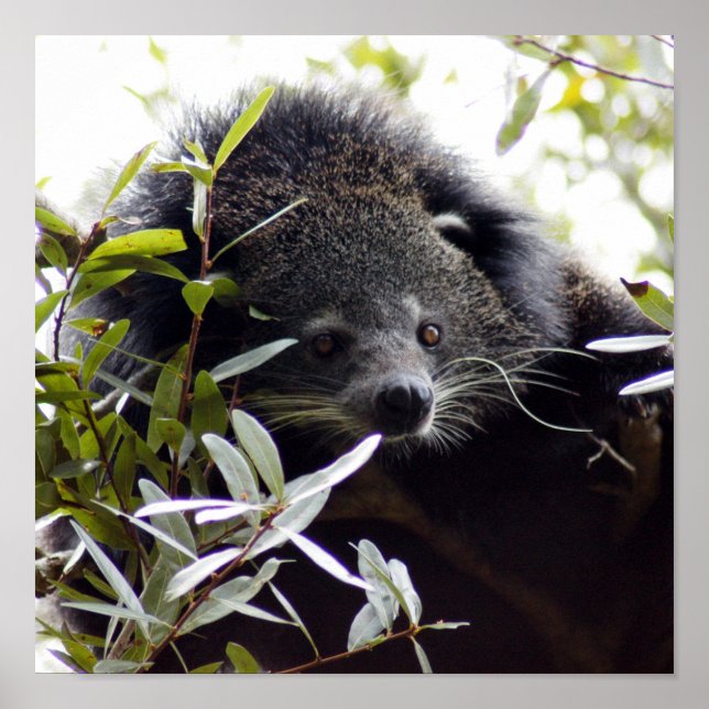 005Bearcat Poster (Framsidan)