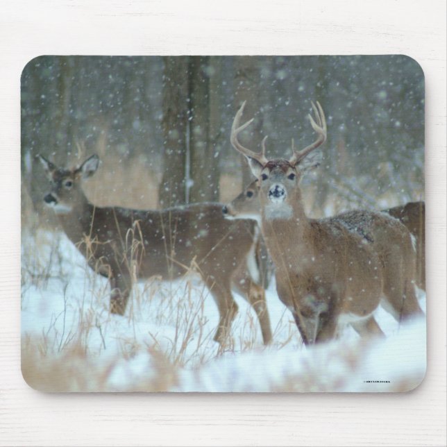 011110-57-AMP MUSMATTA (Framsidan)