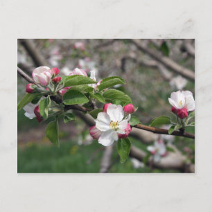 01 Apple Blommars Winchester VA Postcard Vykort