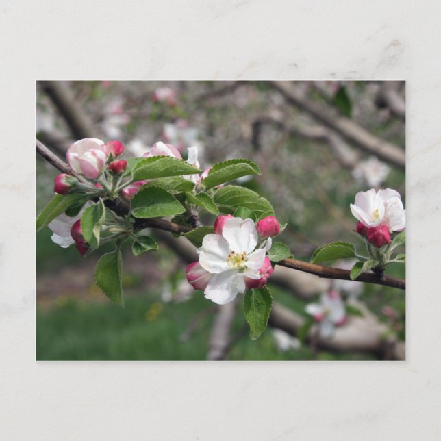01 Apple Blommars Winchester VA Postcard Vykort (Framsida)