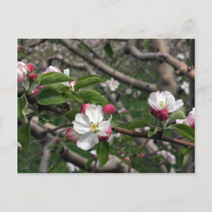 02 Apple Blommars Winchester VA Postcard Vykort