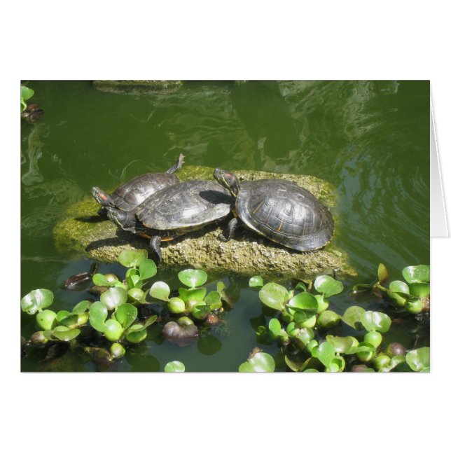 03-21-10 246 OBS KORT (Framsidan Horizontal)