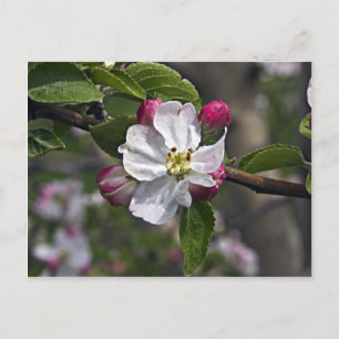 03 Apple Blommars Winchester VA Postcard Vykort