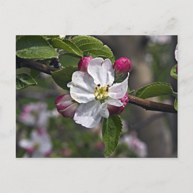 03 Apple Blommars Winchester VA Postcard Vykort (Framsida)