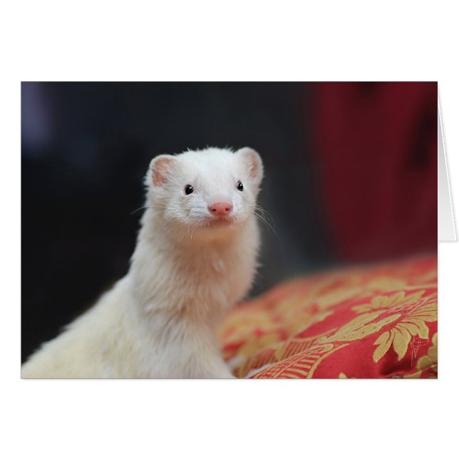 040 HÄLSNINGSKORT (Framsidan Horizontal)