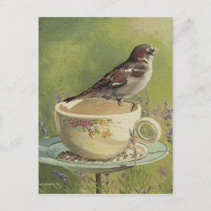 0470 Vykort för Sparrow