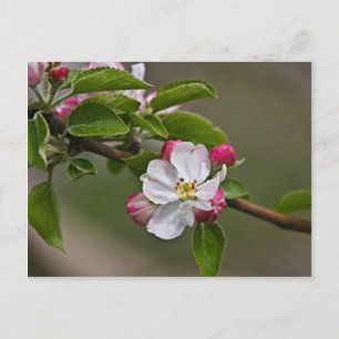 04 Apple Blommars Winchester VA Postcard Vykort