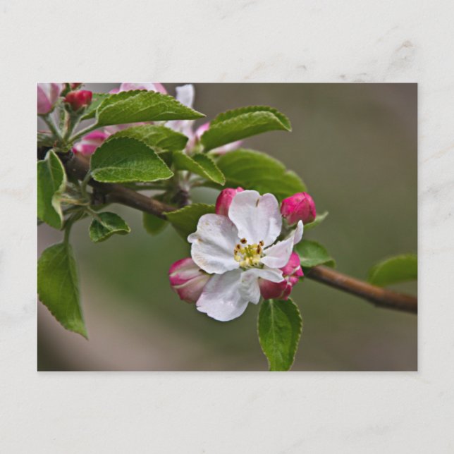 04 Apple Blommars Winchester VA Postcard Vykort (Framsida)