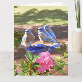 050 Matte för kort 8.5x11 för bluebirdsför evigt
