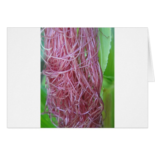 056.JPG HÄLSNINGSKORT (Framsidan Horizontal)