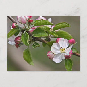 05 Apple Blommars Winchester VA Postcard Vykort