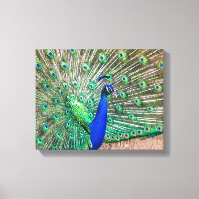 0601-Peacock Canvastryck (Framsida)