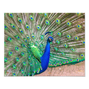 0601-Peacock Fototryck