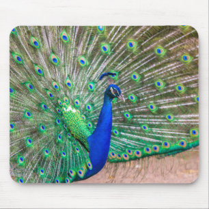 0601-Peacock Musmatta