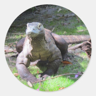 0606) klistermärkear för Komodo drake ( Runt Klistermärke